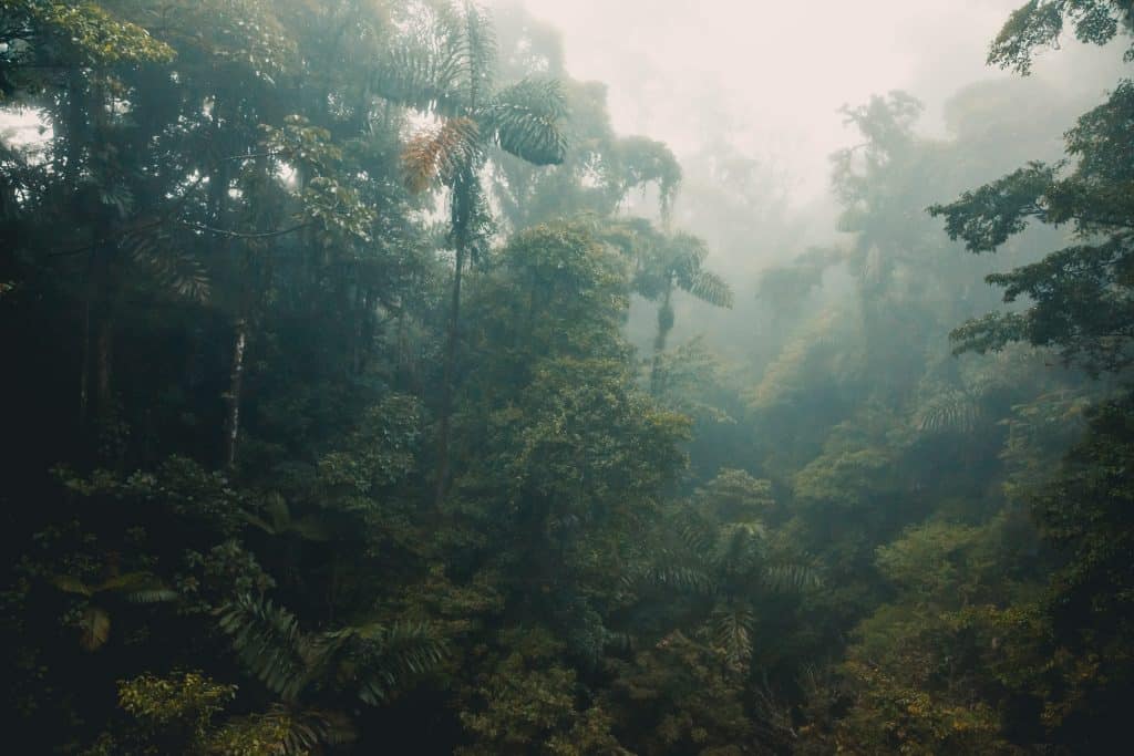 Schutz des Regenwaldes